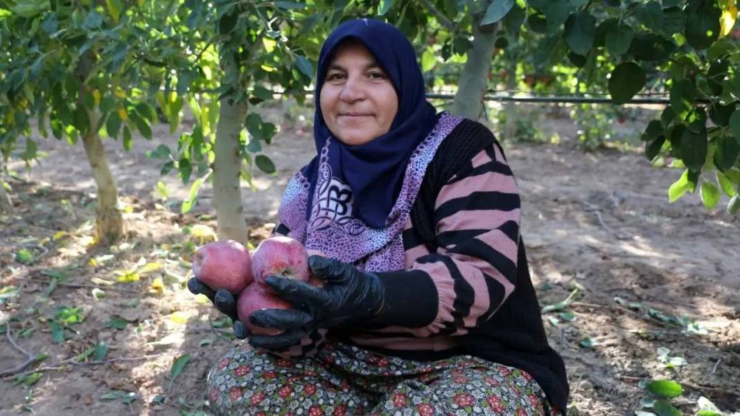 Isparta’da Don ve Kuraklık Gölgesinde Elma Hasadı! Rekoltede Ciddi Düşüş 6